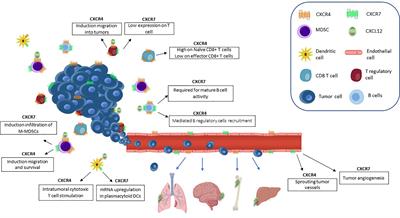 CXCR4 and CXCR7 Signaling Pathways: A Focus on the Cross-Talk Between Cancer Cells and Tumor Microenvironment